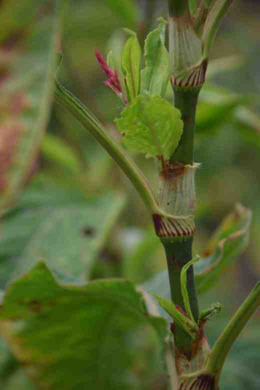 persic orientlis oct4