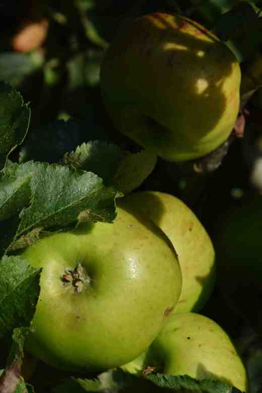 apple brampley