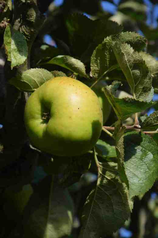 apple brampley3