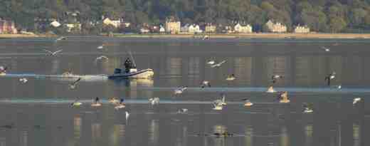 carlingford evening9