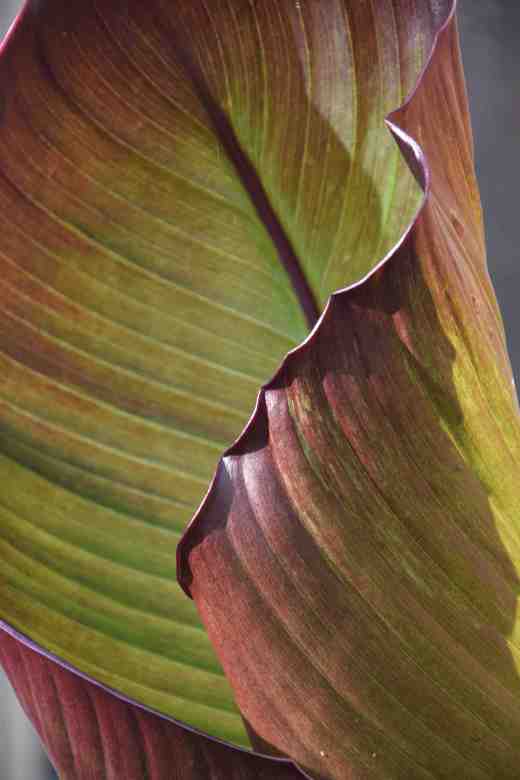 ensete maur2