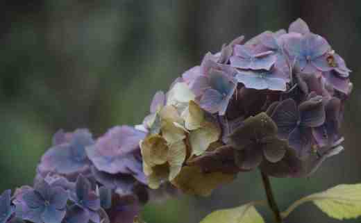 faded hydrangea