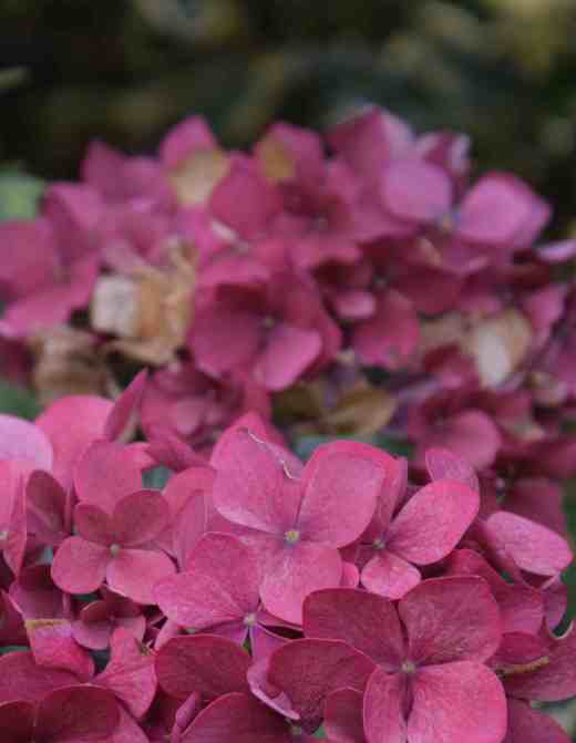 faded hydrangea2