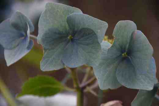faded hydrangea6