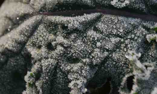 Frost on Russian kale