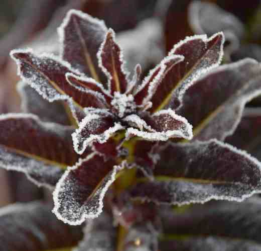 Iced bolted lettuce