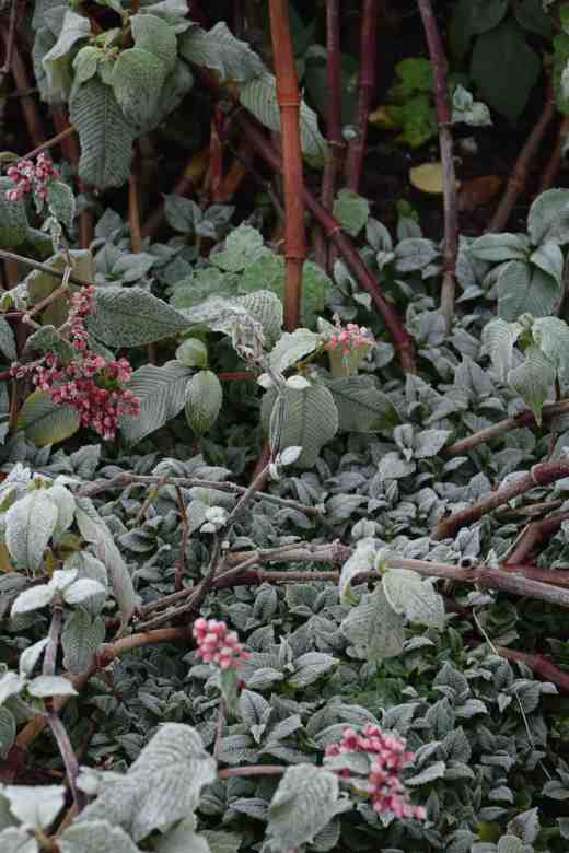 Persicaria campanulata feeling the cold