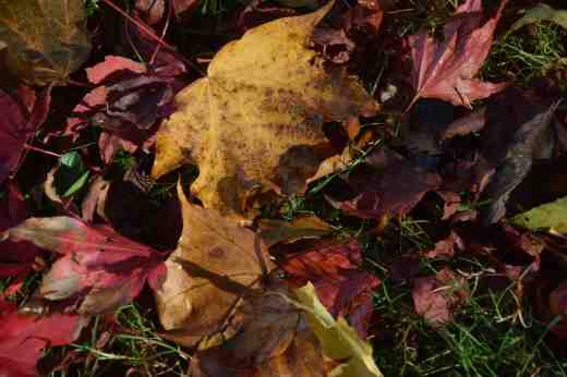 leaves oct 152