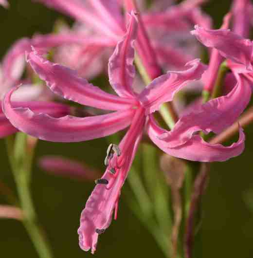 nerine bowdenn2