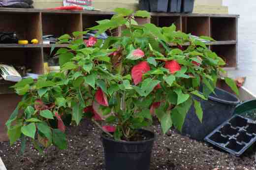 poinsettia regrowth