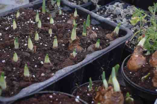 poinsettia regrowth4