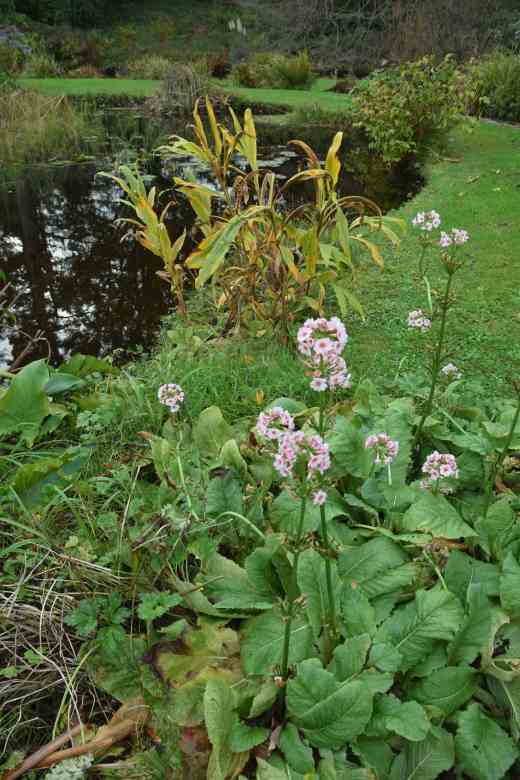 primula nov copy1
