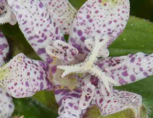 tricyrtis oct8