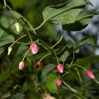 BERBERIDOPSISBECKLERI