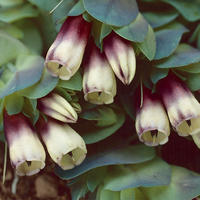 CERINTHE RHUBARB AND CUSTARD