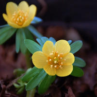 ERANTHIS-HYEMALIS-ORANGE-GLOW