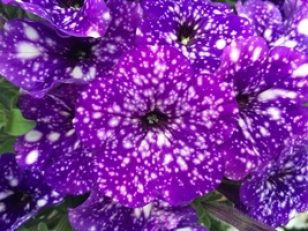 SetWidth308-Petunia-Night-Sky-200px