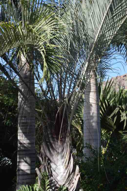 dypsis decaryi