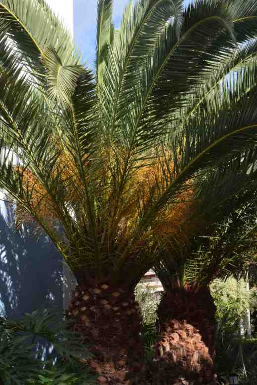phoenix canariensis 2