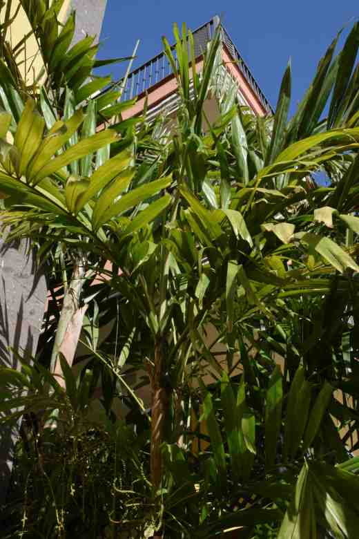 ptychosperma macarthurii2