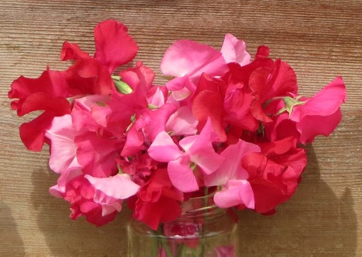 Sweet Pea for Royal Hospital Chelsea