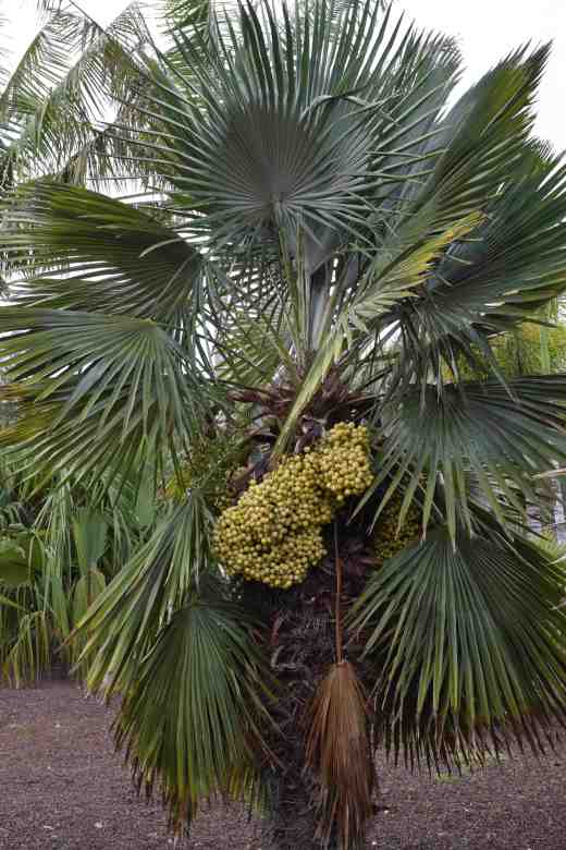 trithrinax acanthocoma