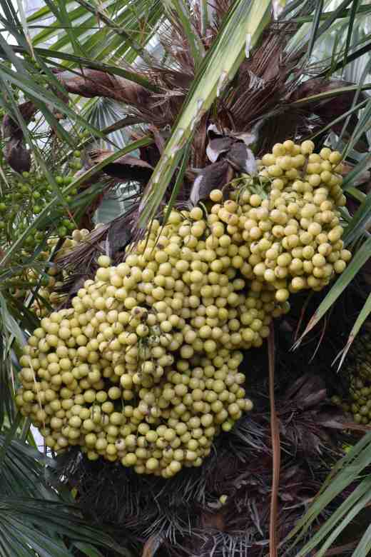 trithrinax acanthocoma2