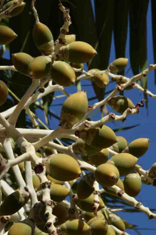 veitchia montgomeryana