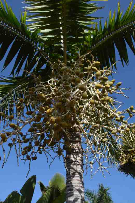 veitchia montgomeryana2