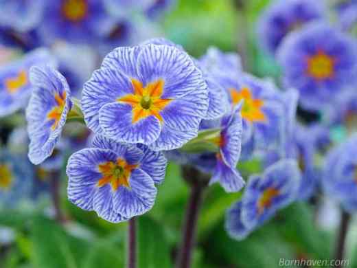 Barnhaven polyanthus 'Striped Victorians': Photo Barnhaven