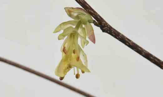 corylopsis 1