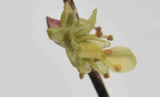 corylopsis 2