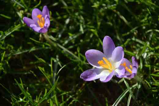 crocus tom
