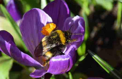 crocus vernus bee