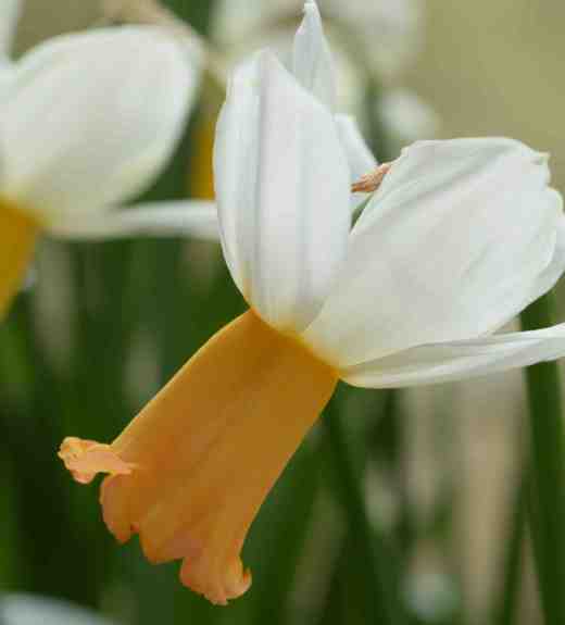 daff winter walt