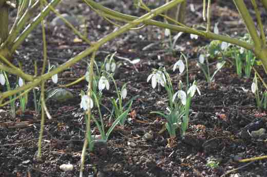 galanthus cornus 16