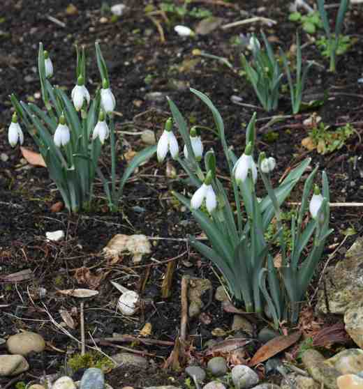 galanthus viridi 16