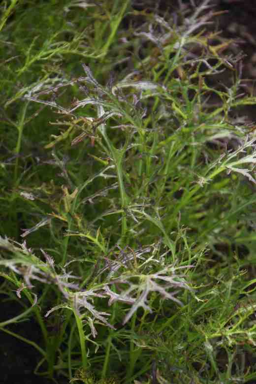 mustard ruby streaks