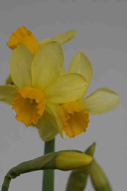 narcissus spring sunshine