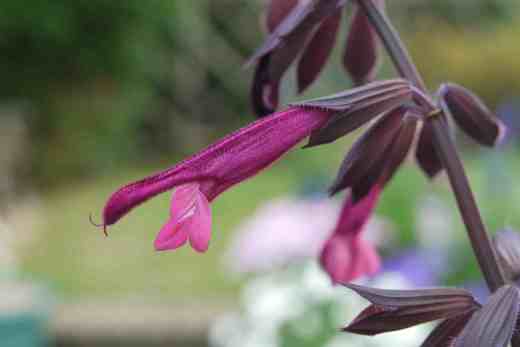 Salvia 'Love and Wishes': photo Plants for Europe Limited