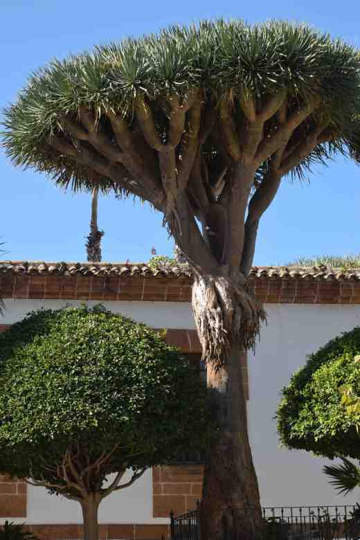 A large dragon tree nearby in the Alameda Pio Xll. An alameda is a tree-lined avenue and this one is named after Pope Pius Xll