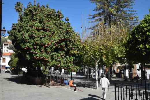 A large dombeya providing shade and colour in the Alameda