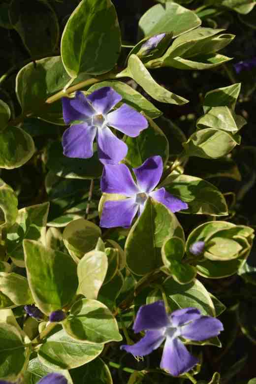 vinca major varieg