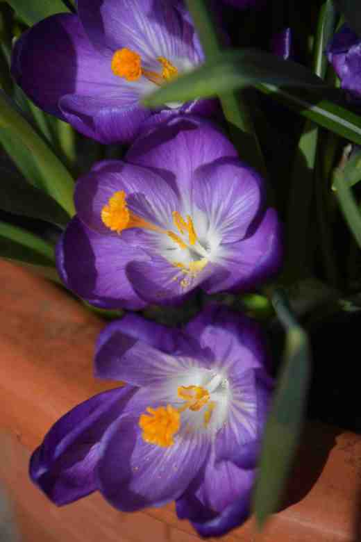 crocus vict