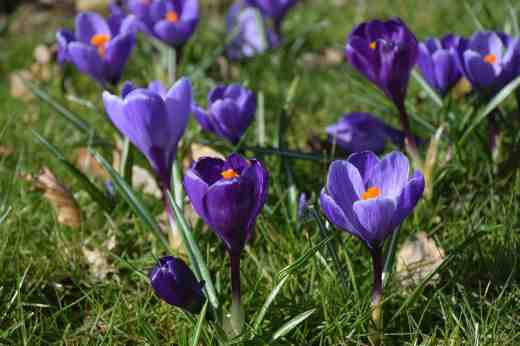 crocus vict3