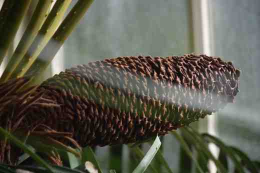 cycas thouarsi