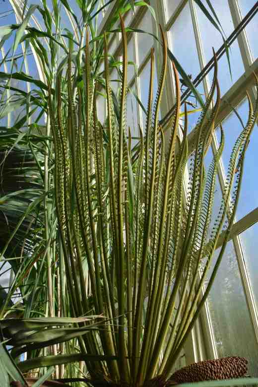 cycas thouarsi3
