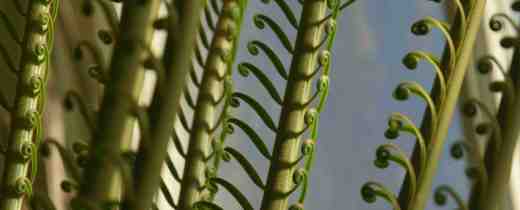 cycas thouarsi4