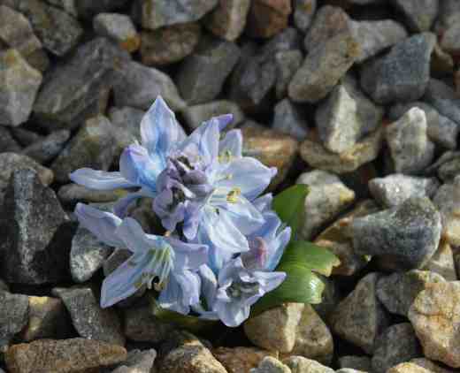 frit mischtschenoana