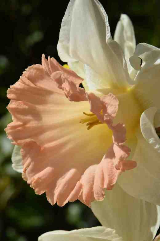 narc british gamble3